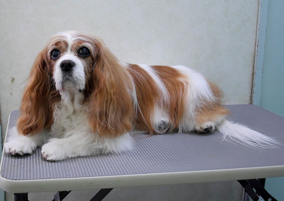 福留ジルちゃん