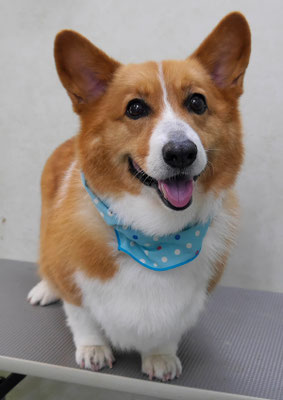 田中ベックちゃん