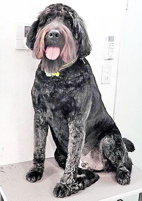 田代ロッティちゃん