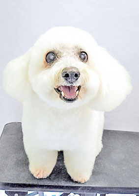 吉本ラピスちゃん