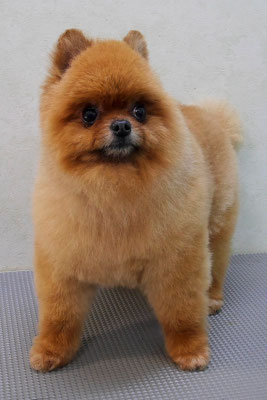 福留テンちゃん