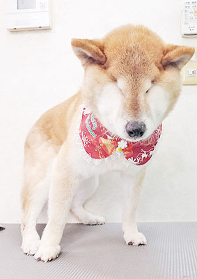 瀧川カルちゃん