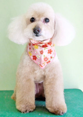 伊集院ペロちゃん