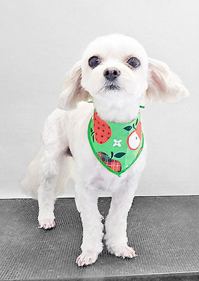 前原バニラちゃん