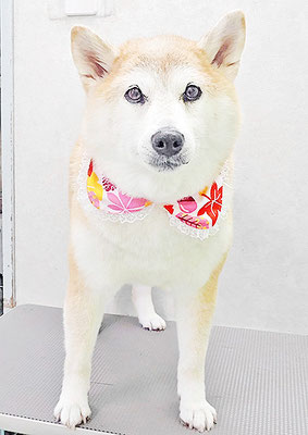 川﨑すももちゃん