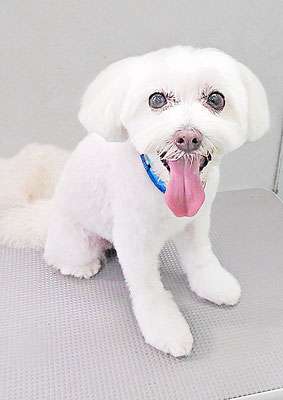 中山マルちゃん