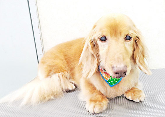 前薗パルちゃん