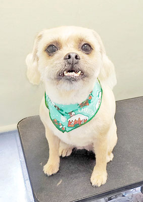 徳田きなこちゃん