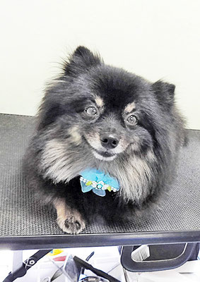 福山ポパイちゃん