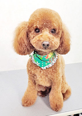 寺園ちょこちゃん