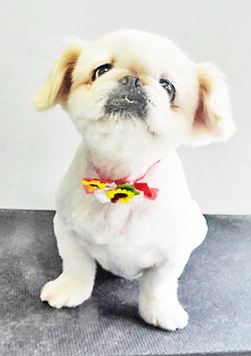 本多かずはちゃん