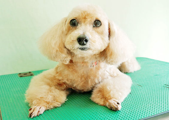 小野ハナちゃん