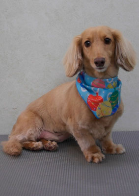 片丘マルルちゃん