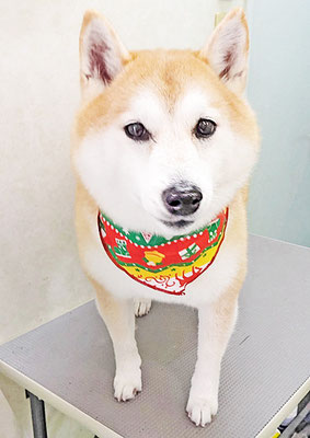 小村ゆずちゃん