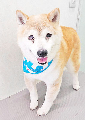 中森ラフちゃん