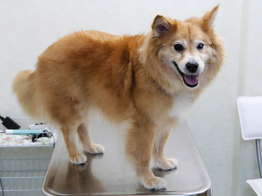 村松ゴンちゃん