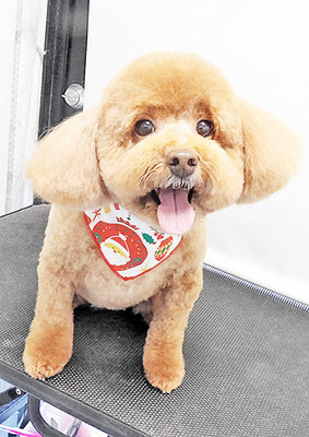 木村プリンちゃん