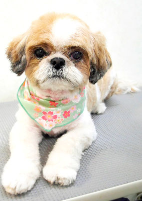 有留コロちゃん