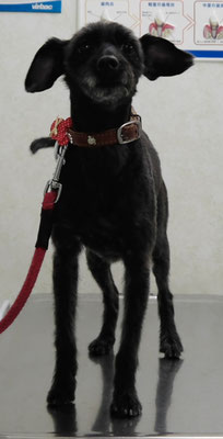 有留チロちゃん