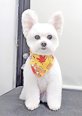 中村ココちゃん