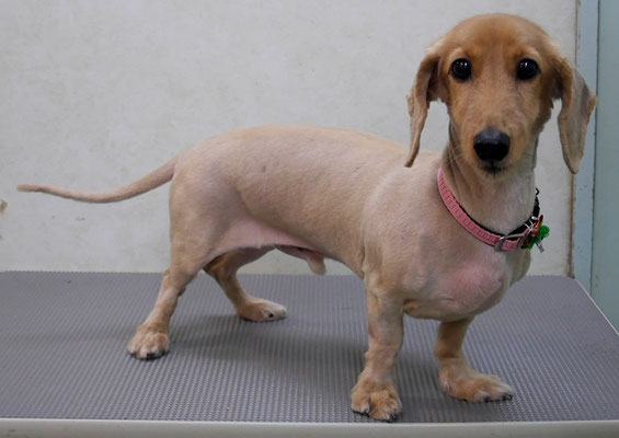 宮嵜エッヂちゃん