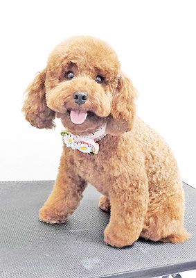 榎元チョコちゃん