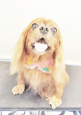 橋口ルビーちゃん