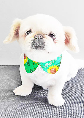 本多かずはちゃん