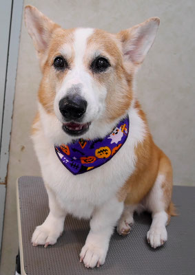 西方レオちゃん