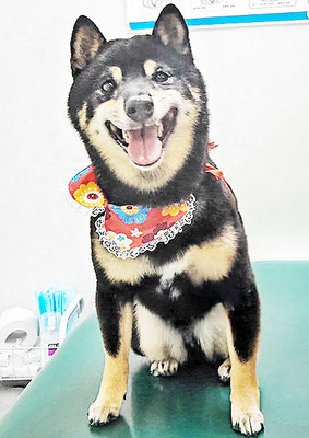 中野めらんちゃん