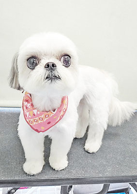 四反田マロンちゃん