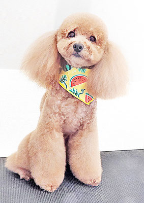 佐多ぶいちゃん