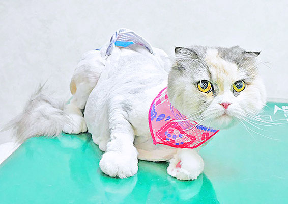 神田くーくーちゃん
