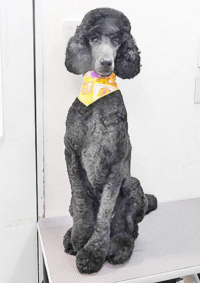 中野小豆ちゃん