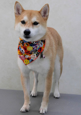 小村ユズちゃん