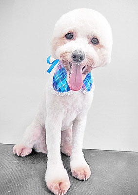 石元ぽちゃちゃん