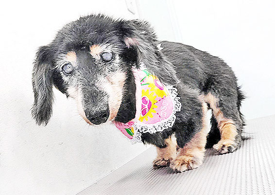 谷口チョコちゃん