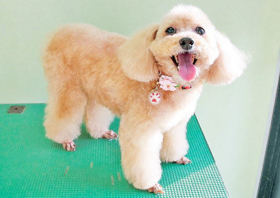 小野ハナちゃん