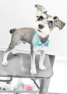 新田ジジちゃん