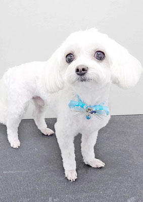 前原バニラちゃん