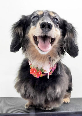 谷口チョコちゃん