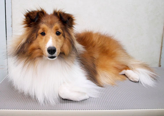 泊口ミラちゃん