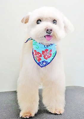 田淵コマロちゃん