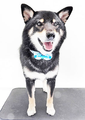 貴島ボタンちゃん