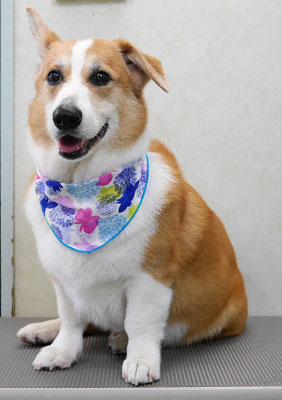 西方レオちゃん