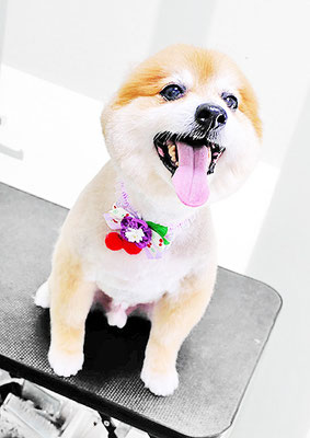 皆元シュワちゃん