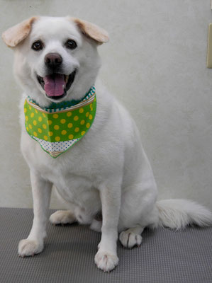 宮屋敷ボンタちゃん