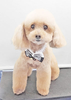 福田ダイアリーちゃん