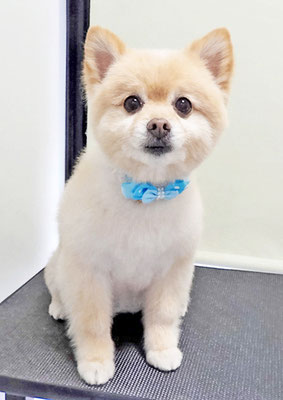 徳留クマちゃん