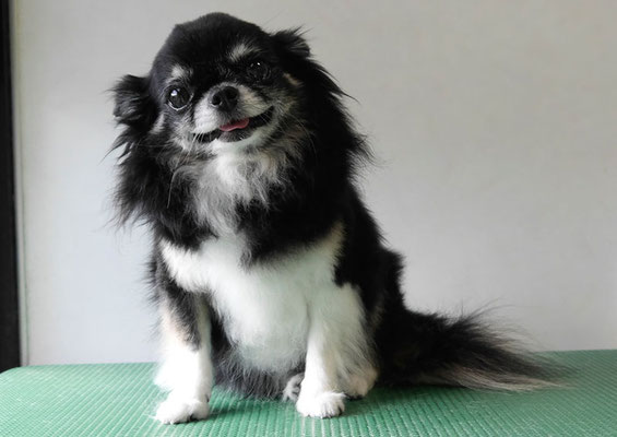 森崎クロちゃん